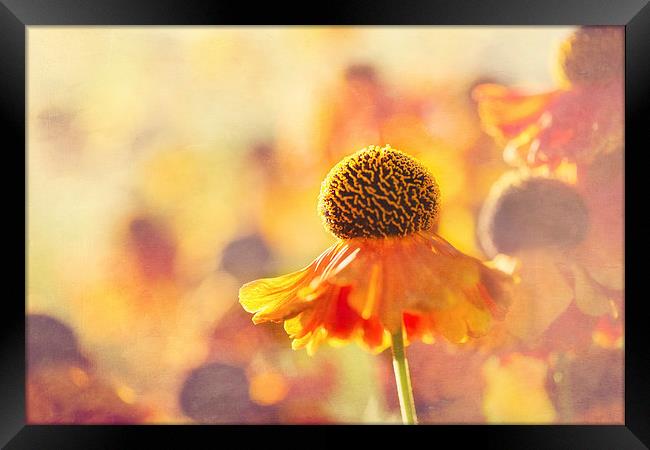 Sunlit Helenium Flowers with Texture Effect Framed Print by Natalie Kinnear