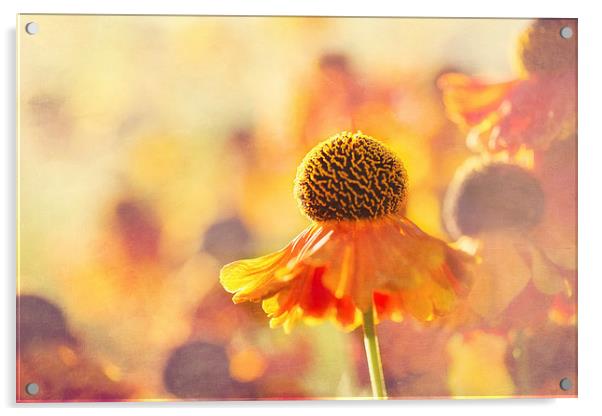 Sunlit Helenium Flowers with Texture Effect Acrylic by Natalie Kinnear