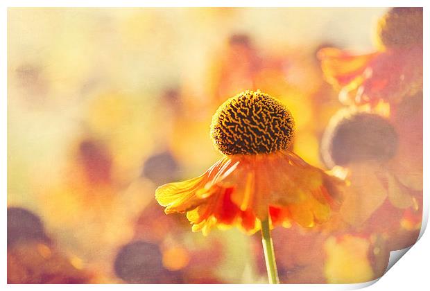Sunlit Helenium Flowers with Texture Effect Print by Natalie Kinnear