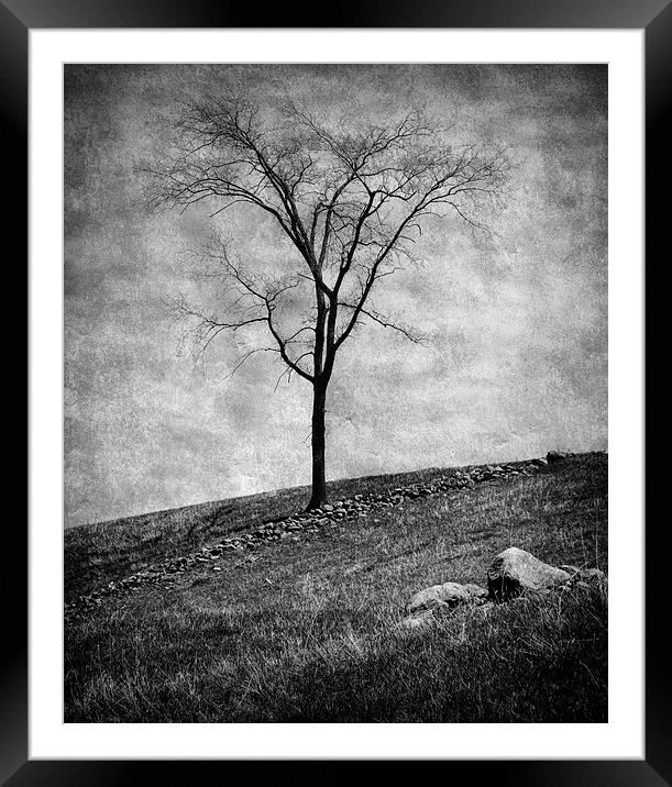 Lonesome Tree Framed Mounted Print by Mary Lane