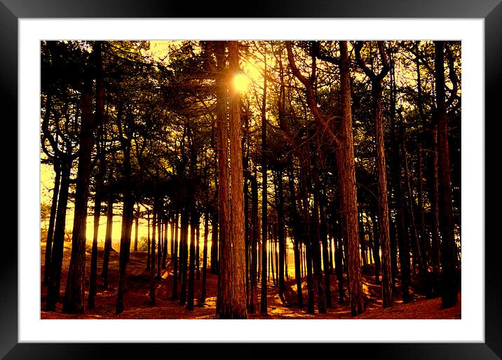trees Framed Mounted Print by sue davies