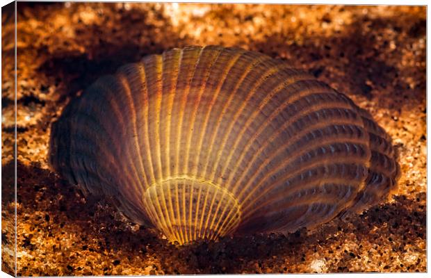 Clam shell Canvas Print by Sam Smith