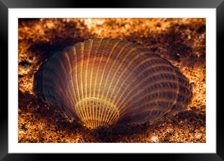 Clam shell Framed Mounted Print by Sam Smith