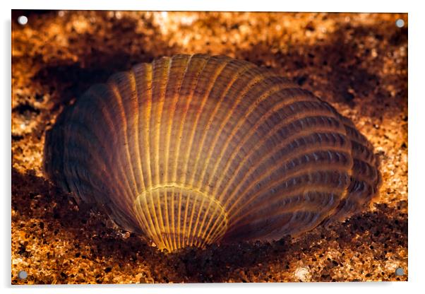 Clam shell Acrylic by Sam Smith