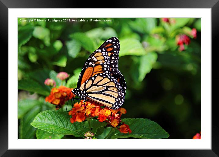 Wings of Nature Framed Mounted Print by Nicole Rodriguez