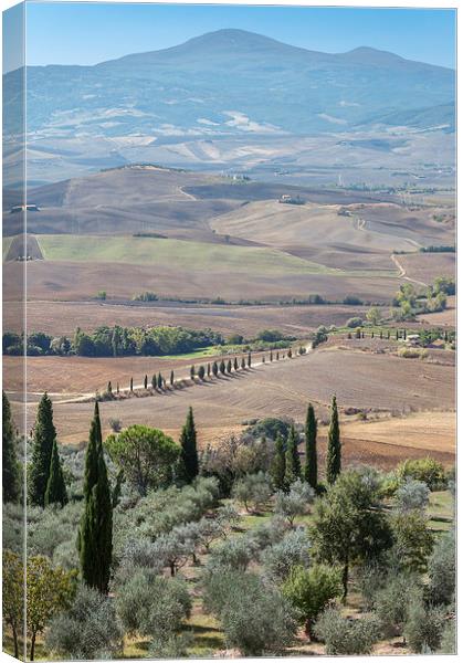 Cyprus trees in Tuscany Canvas Print by Stephen Mole