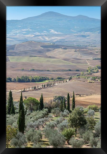 Cyprus trees in Tuscany Framed Print by Stephen Mole