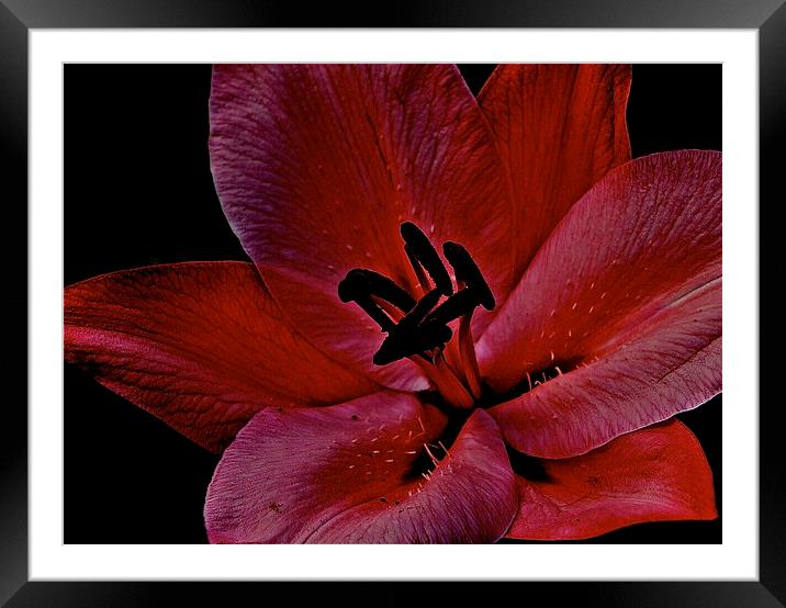 Cocktail Lily flower Framed Mounted Print by Sue Bottomley