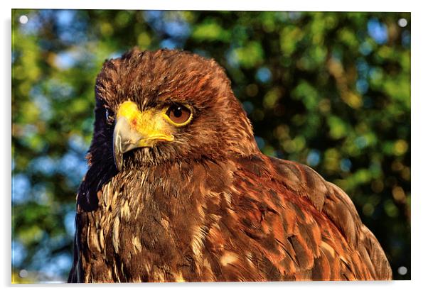 Harris Hawk Acrylic by Gary Kenyon