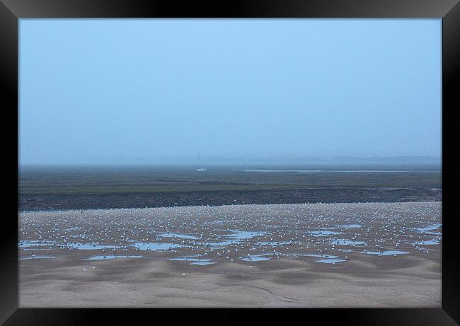 Gulls on mud flats at low tide on a foggy evening. Framed Print by Liam Grant
