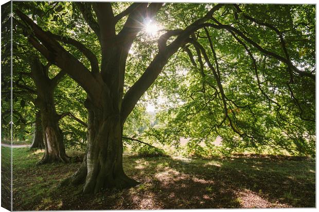 Sunlight through ancient Beech trees. Canvas Print by Liam Grant