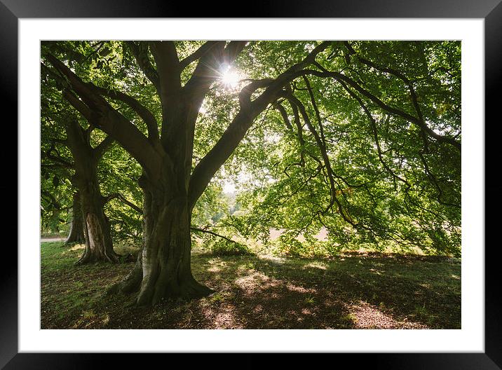 Sunlight through ancient Beech trees. Framed Mounted Print by Liam Grant
