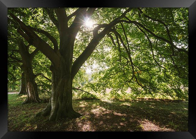 Sunlight through ancient Beech trees. Framed Print by Liam Grant