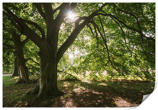 Sunlight through ancient Beech trees. Print by Liam Grant