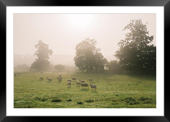 Sunrise burning through heavy fog over field of gr Framed Mounted Print by Liam Grant