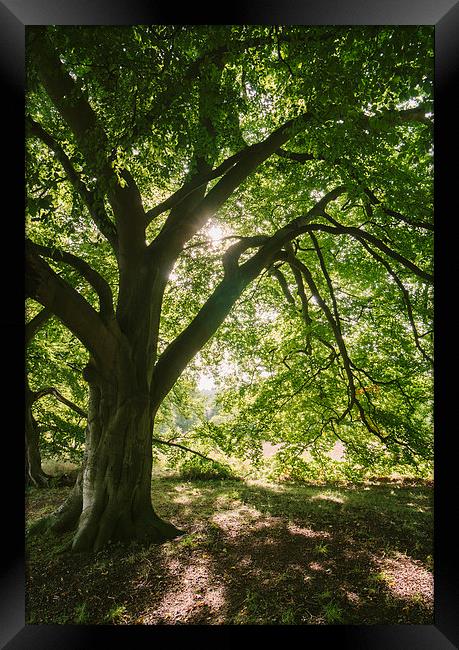 Sunlight through ancient Beech trees. Framed Print by Liam Grant