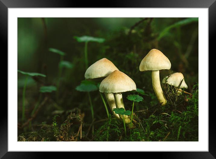 Fungus Sulphur Tuft (Hypholoma fasciculare). Framed Mounted Print by Liam Grant