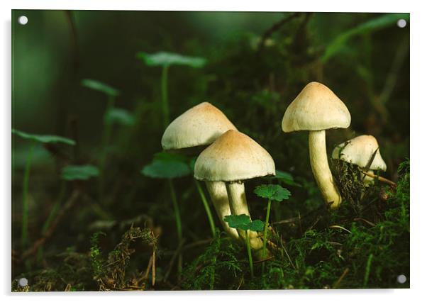 Fungus Sulphur Tuft (Hypholoma fasciculare). Acrylic by Liam Grant