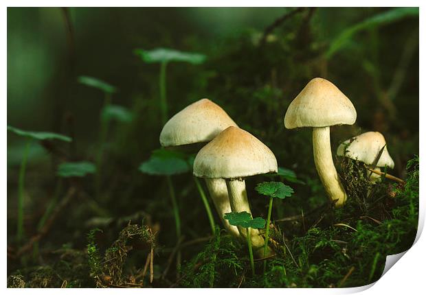 Fungus Sulphur Tuft (Hypholoma fasciculare). Print by Liam Grant