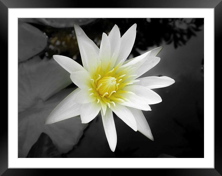 Water Lily in Koh Samui Framed Mounted Print by colin chalkley