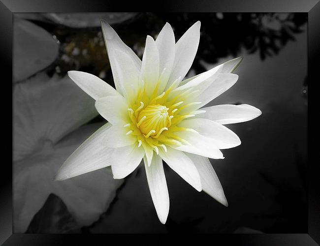 Water Lily in Koh Samui Framed Print by colin chalkley