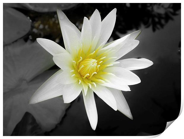 Water Lily in Koh Samui Print by colin chalkley