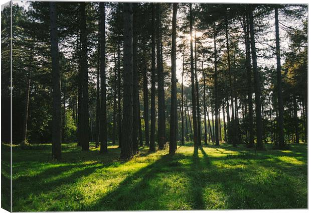 Sunlight through forest of Pine trees (Pinus sylve Canvas Print by Liam Grant
