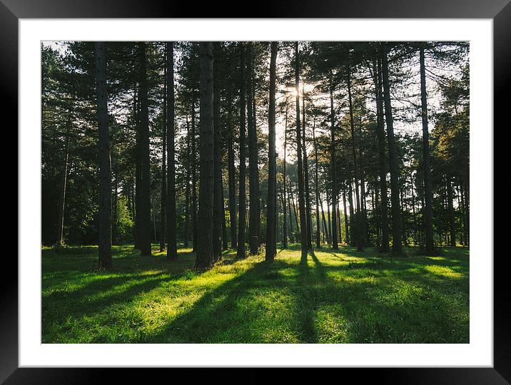 Sunlight through forest of Pine trees (Pinus sylve Framed Mounted Print by Liam Grant