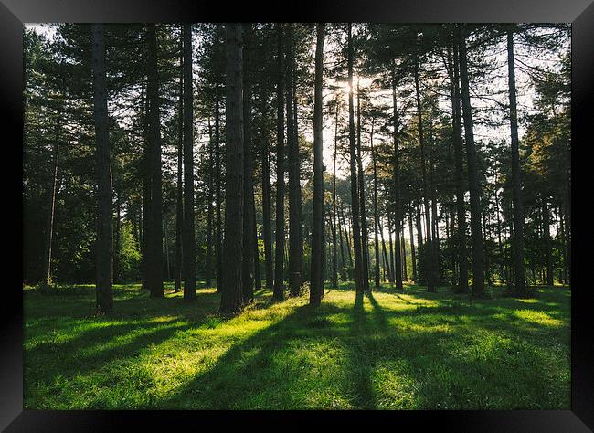 Sunlight through forest of Pine trees (Pinus sylve Framed Print by Liam Grant