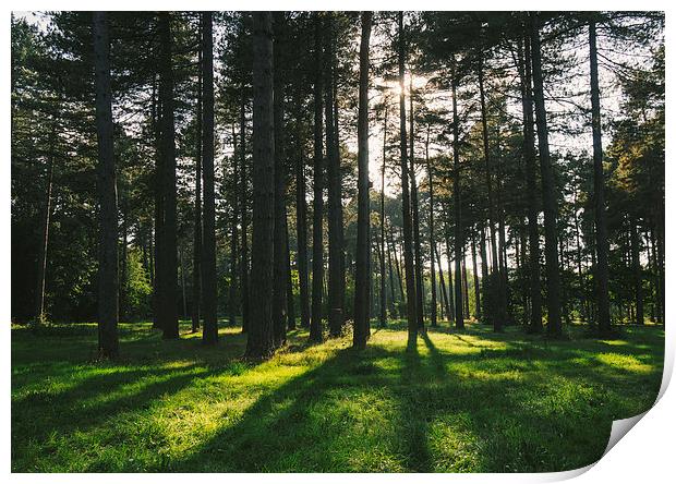 Sunlight through forest of Pine trees (Pinus sylve Print by Liam Grant