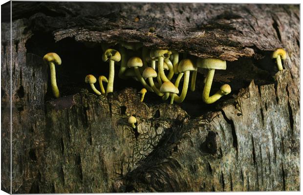 Fungus Sulphur Tuft growing under tree bark. Canvas Print by Liam Grant