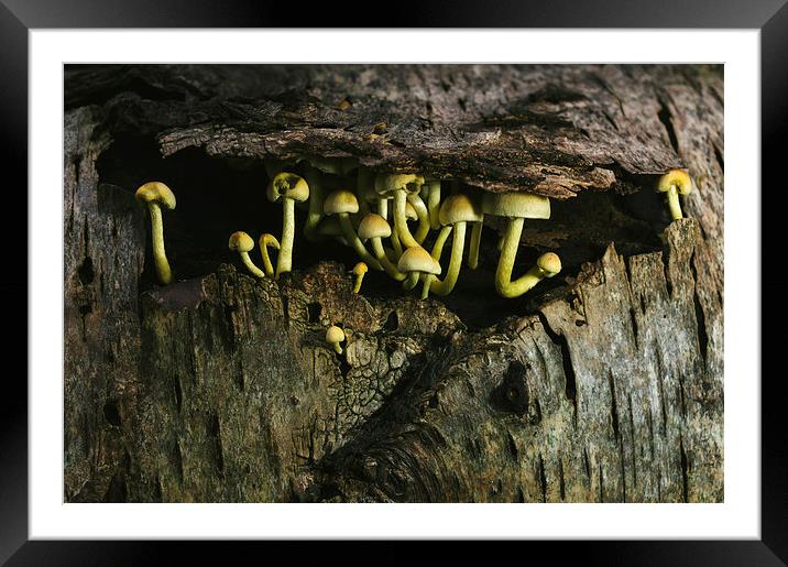 Fungus Sulphur Tuft growing under tree bark. Framed Mounted Print by Liam Grant