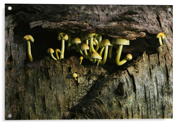 Fungus Sulphur Tuft growing under tree bark. Acrylic by Liam Grant
