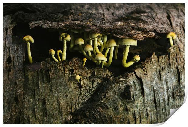 Fungus Sulphur Tuft growing under tree bark. Print by Liam Grant