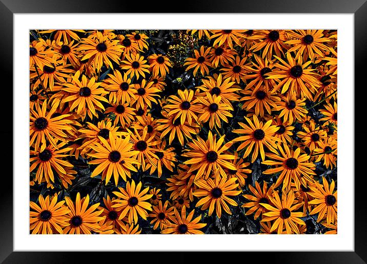 Daisy Flowers Framed Mounted Print by Scott Anderson