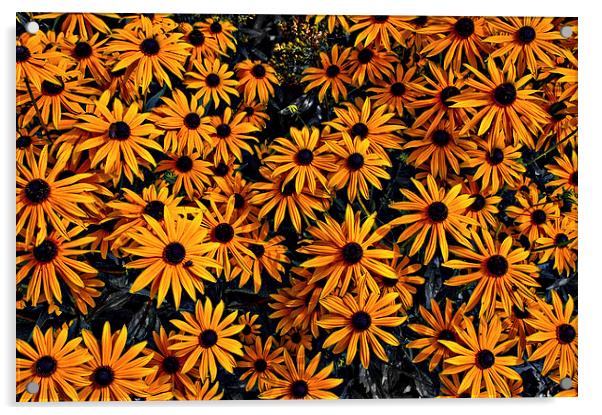 Daisy Flowers Acrylic by Scott Anderson