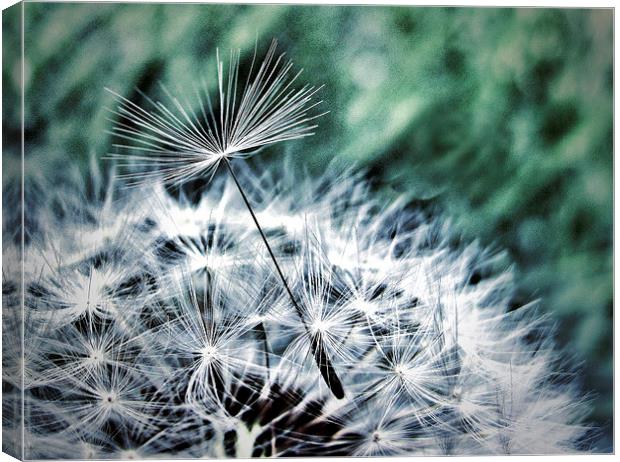 Dandelion Seed Helicopter Canvas Print by Scott Anderson