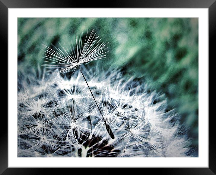 Dandelion Seed Helicopter Framed Mounted Print by Scott Anderson