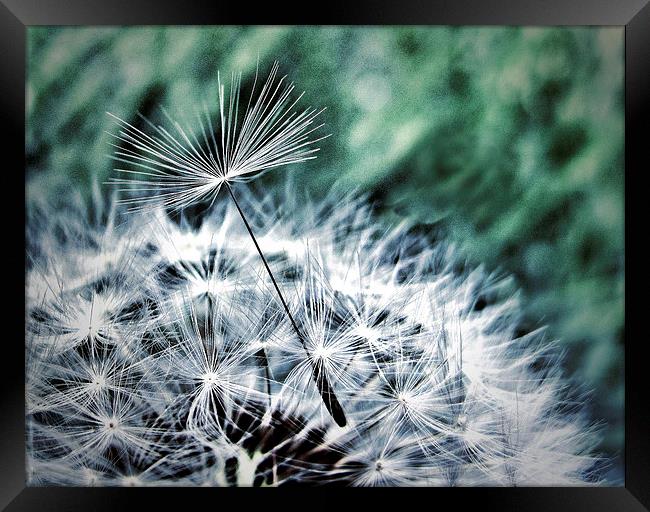Dandelion Seed Helicopter Framed Print by Scott Anderson