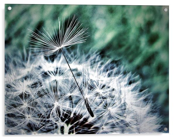Dandelion Seed Helicopter Acrylic by Scott Anderson