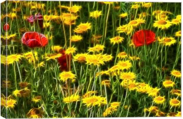 Field of Flowers Canvas Print by Scott Anderson