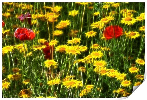 Field of Flowers Print by Scott Anderson