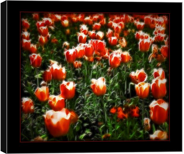 Dream of Tulips Canvas Print by Scott Anderson