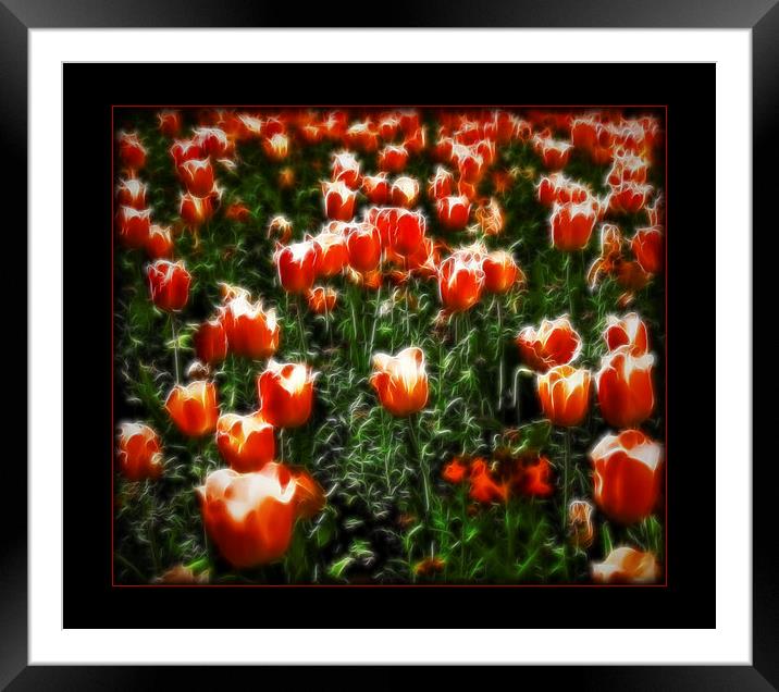 Dream of Tulips Framed Mounted Print by Scott Anderson