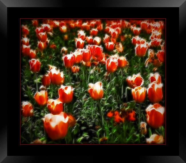 Dream of Tulips Framed Print by Scott Anderson