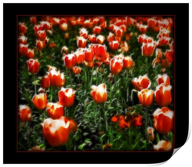 Dream of Tulips Print by Scott Anderson