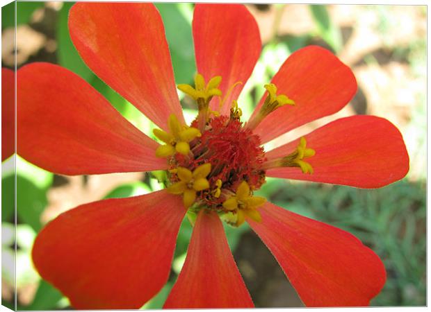 red flower Canvas Print by swapan nagpal