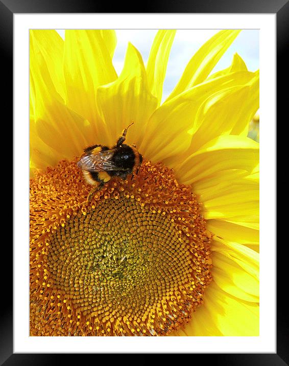 Sunflower Bumble Bee Framed Mounted Print by Noreen Linale