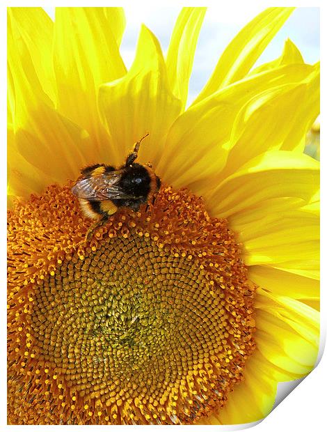 Sunflower Bumble Bee Print by Noreen Linale