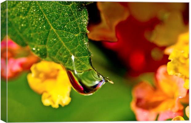 A Drop of Beauty Canvas Print by Tom and Dawn Gari